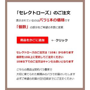 バラ 花束「本数指定で贈るブルーローズ」青いバ...の詳細画像4