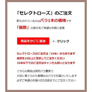 バラ 花束「本数指定で贈るホワイトローズ」白 ...の詳細画像4