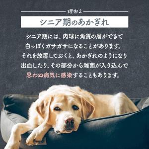 犬 犬用品 猫 肉球クリーム 国産 無香料 3...の詳細画像4