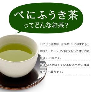 べにふうき茶 粉末タイプ (40g)カテキン ...の詳細画像4