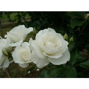 ミミエデン（バラ苗：四季咲き中輪房咲き系） 大苗 《農林水産省 登録