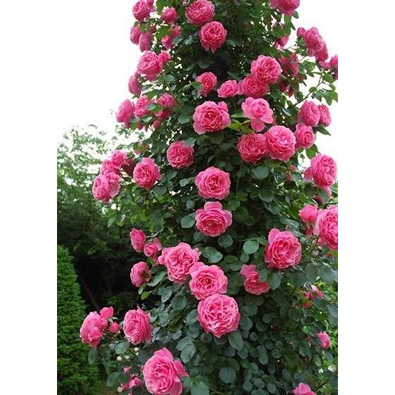 レオナルド・ダ・ヴィンチ(バラ苗:つるバラ)　大苗予約