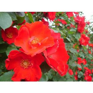 薔薇 ブラッシュ ノアゼット 接木苗 花苗 4号/1個売り バラ苗 バラの苗