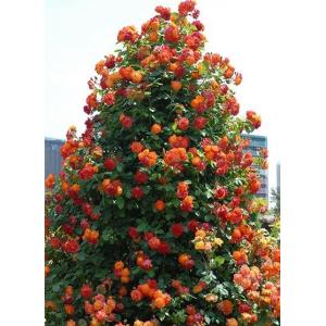 つるデトロイター(バラ苗:つるバラ) 大苗予約 : 大神ファーム