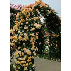 サハラ'98(バラ苗:つるバラ)　大苗予約