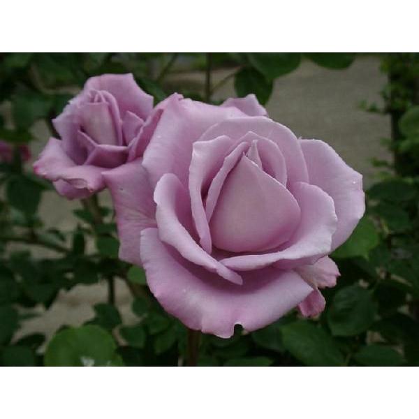 つるブルームーン(バラ苗:つるバラ)　大苗予約