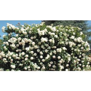 バラ ブランピエールドゥロンサールの商品一覧 通販 Yahoo ショッピング