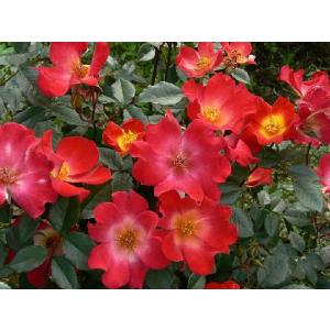 一重 バラ カクテルの商品一覧 通販 Yahoo ショッピング