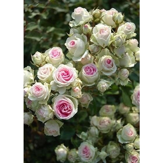 ミミエデン（バラ苗：四季咲き中輪房咲き系）　大苗予約　《農林水産省　登録品種》