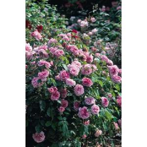 デスデモーナ（Auskindling）（バラ苗：イングリッシュローズ） 大苗