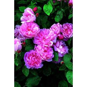 メアリー・ディレイニー(Ausorts)（バラ苗：イングリッシュローズ