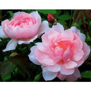 クリスマスローズ 花 苗 春 冬 ヘレボルス チベタヌス 鉢植え 2年生
