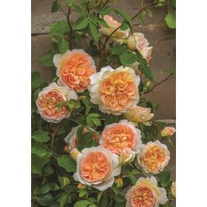 キュー・ガーデン（Ausfence）（バラ苗：イングリッシュローズ） 大苗
