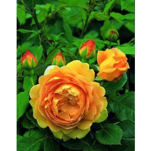 ザ・ミル・オン・ザ・フロス（Austulliver）（バラ苗：イングリッシュ