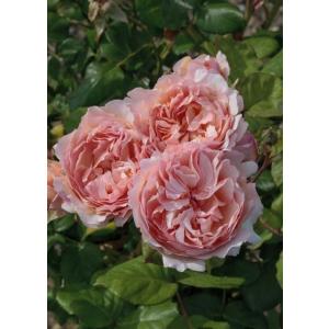 バラ苗　イングリッシュローズ正規品　大苗　メアリーディレイニー　四季咲き メアリー・ディレイニー(Ausorts)（バラ苗：イングリッシュローズ