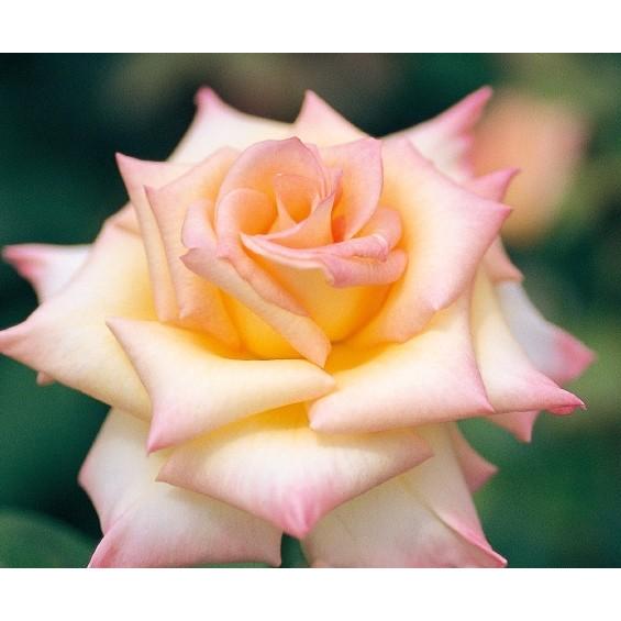 ダイアナ・プリンセス・オブ・ウェールズ（バラ苗：四季咲き大輪系）　大苗予約