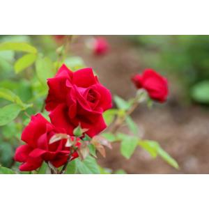 バラの家 バラ苗の商品一覧 通販 Yahoo ショッピング