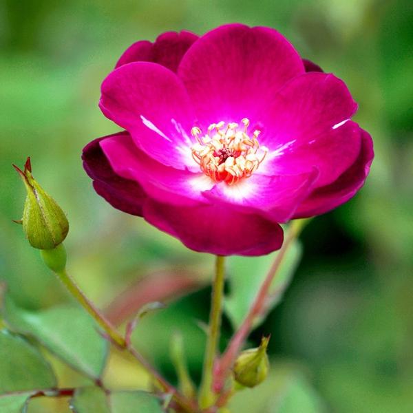 江戸の庚申(エドノコウシン)（バラ苗：オールドローズ）　大苗予約