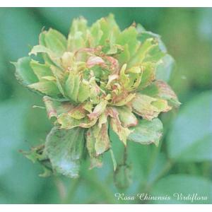 大神ファームyahoo 店 チャイナローズ China Roses オールドローズ Yahoo ショッピング