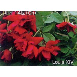 大神ファームyahoo 店 チャイナローズ China Roses オールドローズ Yahoo ショッピング