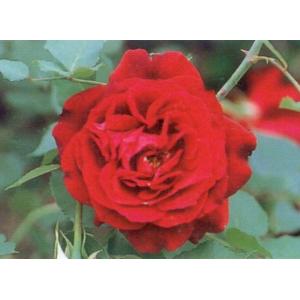 クリスマスローズ 花 苗 春 冬 ヘレボルス チベタヌス 鉢植え 2年生