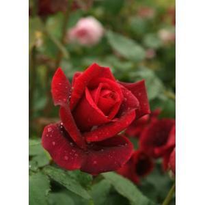 パパメイアン バラ 苗 の商品一覧 花 ガーデニング 通販 Yahoo ショッピング