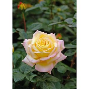 芳純（バラ苗：四季咲き大輪系） 大苗 : 大神ファームYahoo!店 - 通販