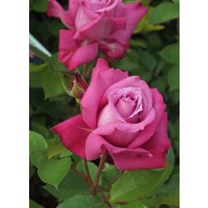 芳純（バラ苗：四季咲き大輪系） 大苗 : 大神ファームYahoo!店 - 通販