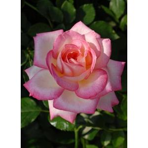 希望（バラ苗：四季咲き大輪系） 大苗 : 大神ファームYahoo!店 - 通販