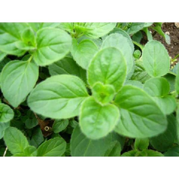 オレガノ（ハーブ苗）