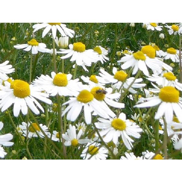 ジャーマンカモミール/カモマイル（ハーブ苗）