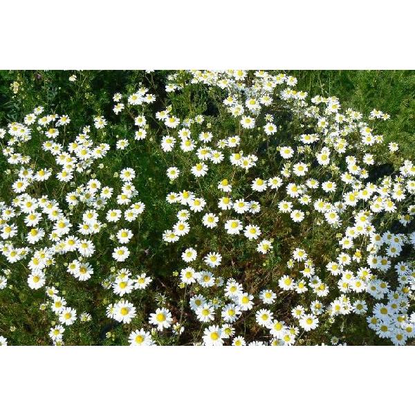 ローマンカモミール/カモマイル（ハーブ苗）