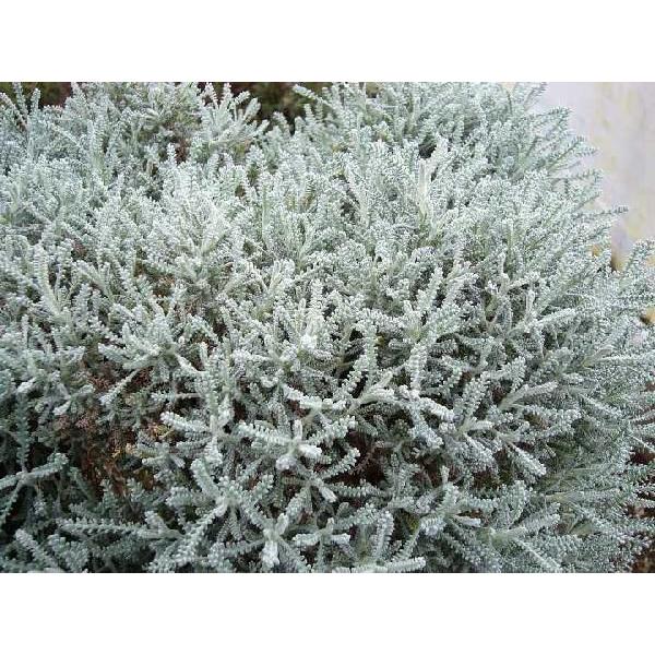 サントリーナグレー（ハーブ苗）