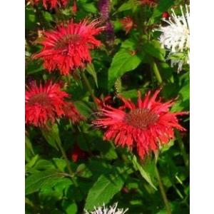 ベルガモット（モナルダ）赤（ハーブ苗）