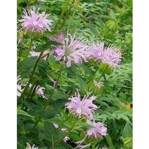 ベルガモット・ワイルド（モナルダ）ピンク　ハーブ苗