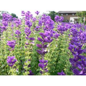 ペインテッドセージ3色セット 紫 ピンク 白 ハーブ苗 大神ファームyahoo 店 通販 Yahoo ショッピング