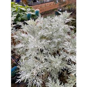 ワームウッド　ハーブ苗