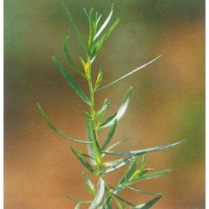 フレンチタラゴン（エストラゴン）（ハーブ苗）