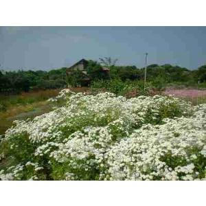 フィーバーフュー（ハーブ苗）