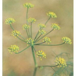 フェンネル 花の商品一覧 通販 Yahoo ショッピング