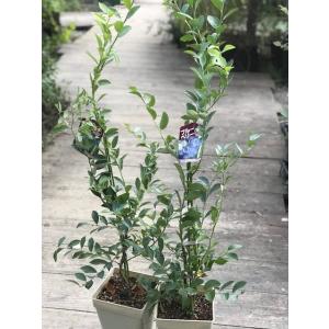 ブルーベリー 大実 ラビットアイ系 果樹苗 大神ファームyahoo 店 通販 Yahoo ショッピング