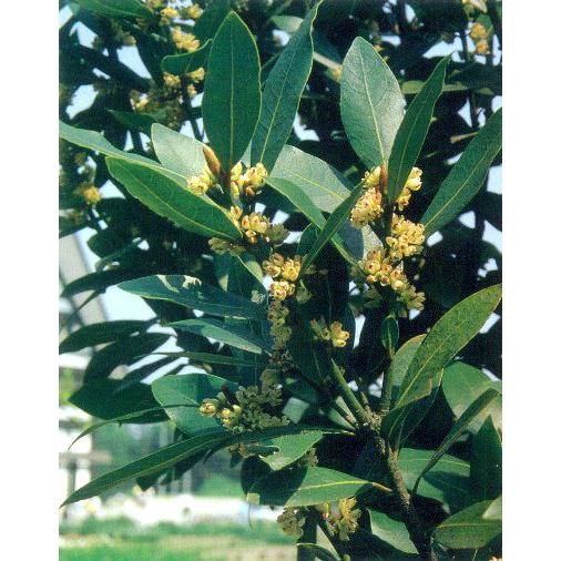 ローリエ　（月桂樹・ベイリーフ）（ハーブ苗）12cmポット