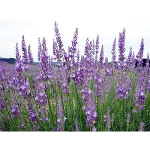 ラベンダー・アラビアンナイト（ハーブ苗）