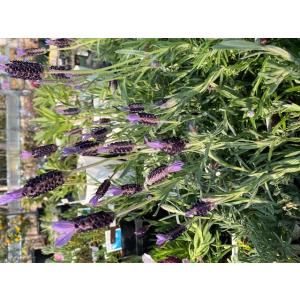 ラベンダー・アボンビュー（ストエカス系）（ハーブ苗）　