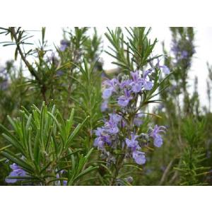 ローズマリー （這性タイプ） 2個セット （ 送料無料 ） 9cm