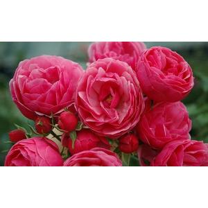 ポンポネッラ(バラ苗:つるバラ)　大苗予約　《農林水産省　登録品種》