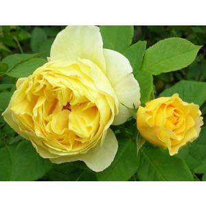 ポルト・ブルー（バラ苗：ロサ・オリエンティス） 大苗予約 7号