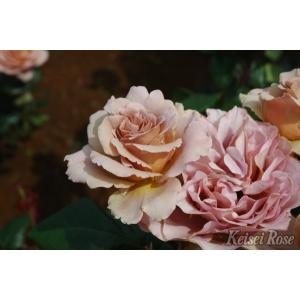 薔薇　イエライシャン　夜来香　バラ　小苗　② 2-87001_1.jpg