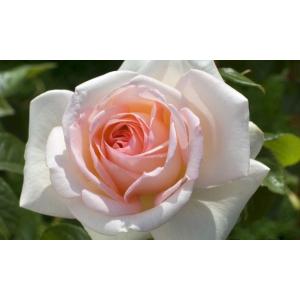 ミミエデン（バラ苗：四季咲き中輪房咲き系） 大苗 《農林水産省 登録