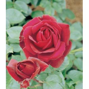 クリスマスローズ 花 苗 冬 春 チベタヌス 鉢植え ベインが入るピンク